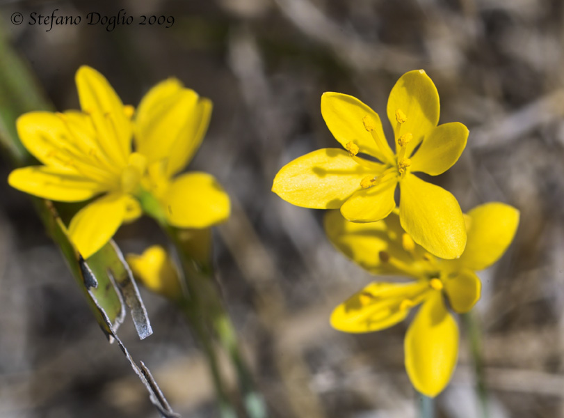 Narcissus cavanillesii